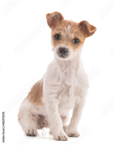 Portrait of a small Mixed Breed puppy sitting