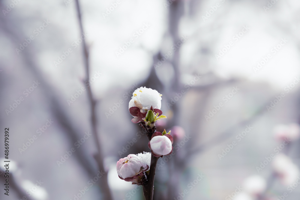 Sakura blossom with spring snow . First snow on white delicate petals close up. Cherry tree first flowers snow covered. Spring freezing weather conditions in blooming garden. Sakura blossom with spring snow . First snow on white delicate petals close up. Cherry tree first flowers snow covered. Spring freezing weather conditions in blooming garden.
