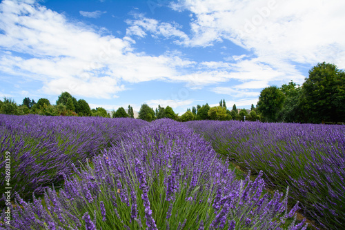 Close-up of blooming lavender in the fields  New Zealand