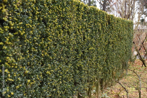 Bilde på lerret Hedge of Japanese holly. Aquifoliaceae evergreen shrub.