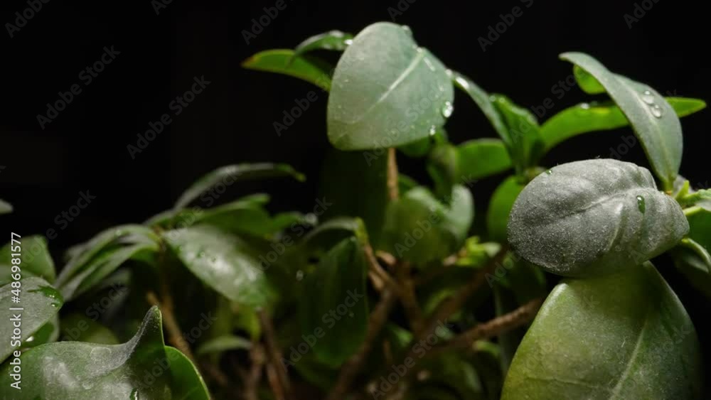 Flower bonsai macro leaf close-up. The camera moves along the bonsai tree. Macrocosm of plants. Flower bonsai macro leaf close-up. The camera moves along the bonsai tree. Macrocosm of plants.