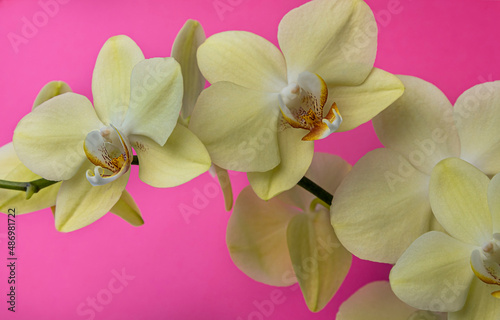 Bright yellow orchid flower on a pink background.