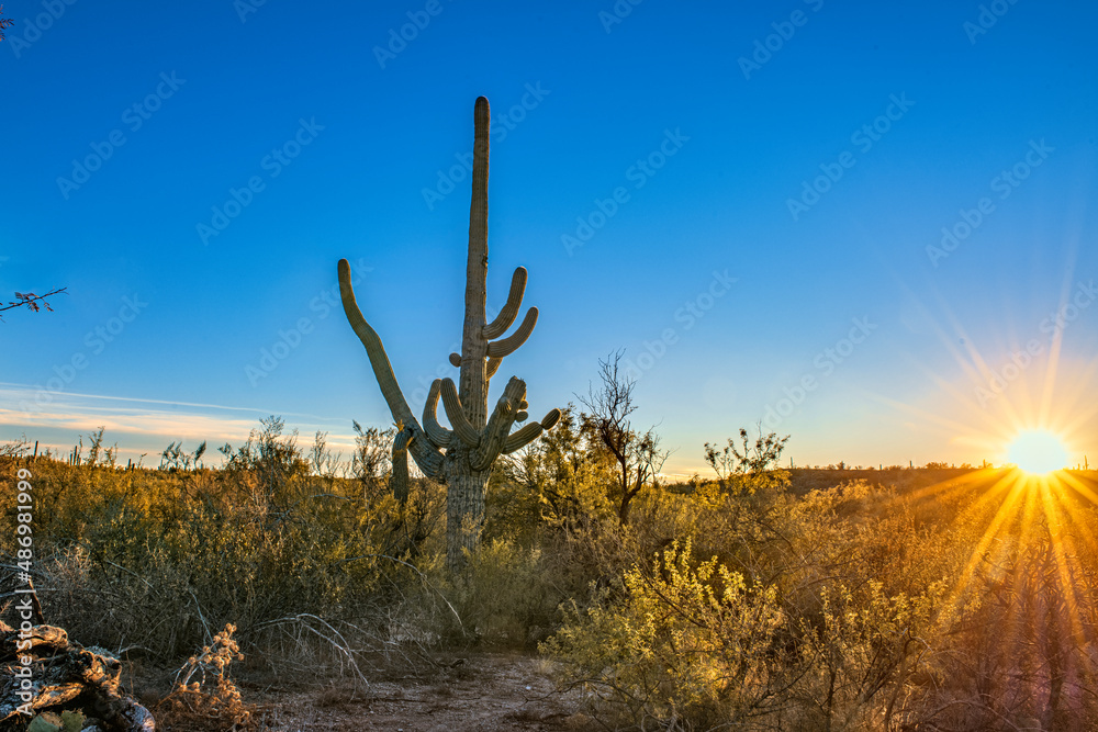 Desert sunset saguaro at sunset
