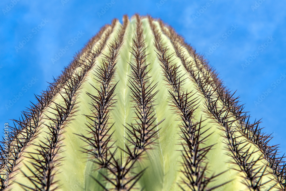 Saguaro from low angle