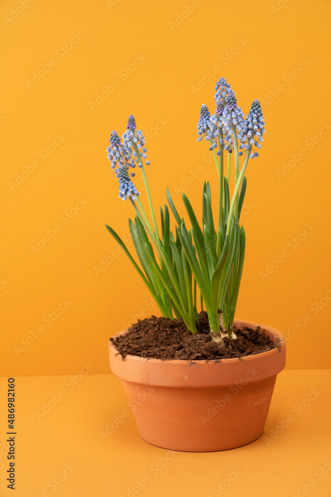 Muscari flowers in a pot on yellow background