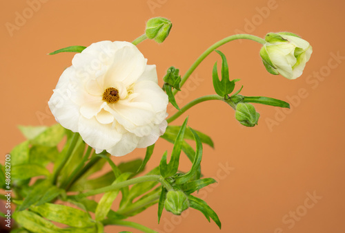 Butterfly ranunculus fresh flower on bright yellow background