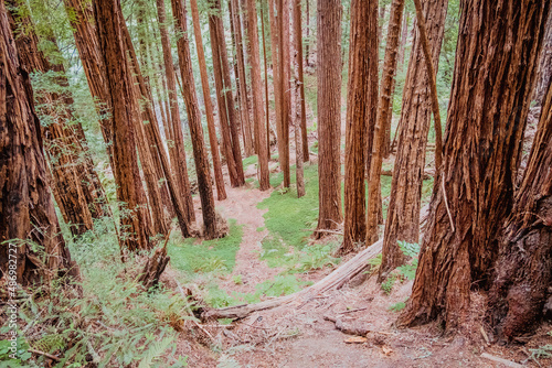 small redwoods