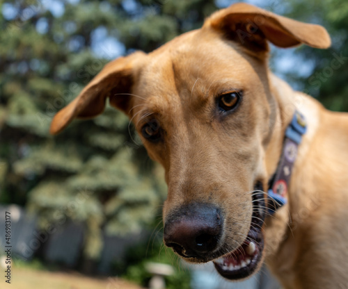 close up of a dog © R