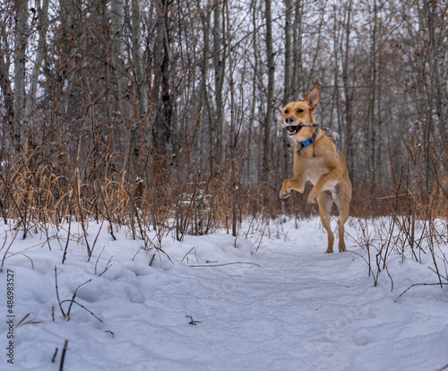 dog in snow