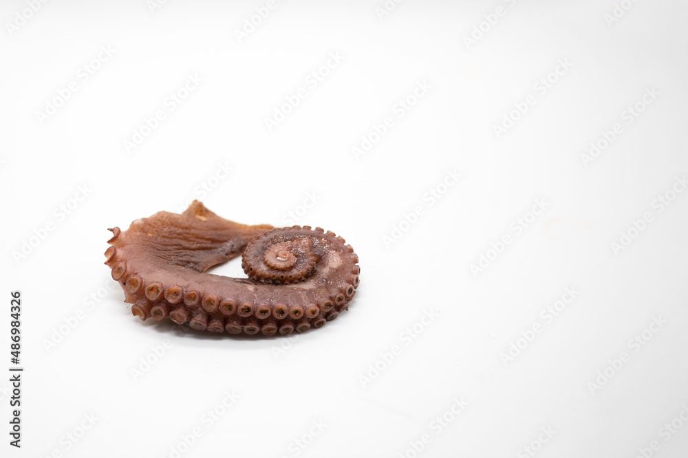 Mysterious cooked octopus leg on white background Mysterious cooked octopus leg on white background