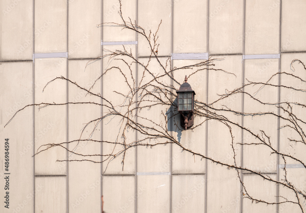 Obraz premium A boston-ivy branch attached to a marble lamppost at home
