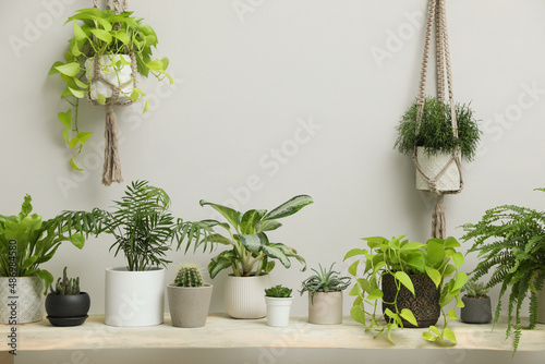 Many different potted houseplants indoors. Interior element