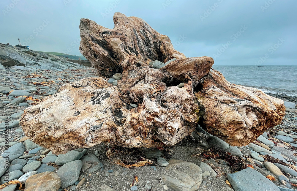 Huge driftwood stump