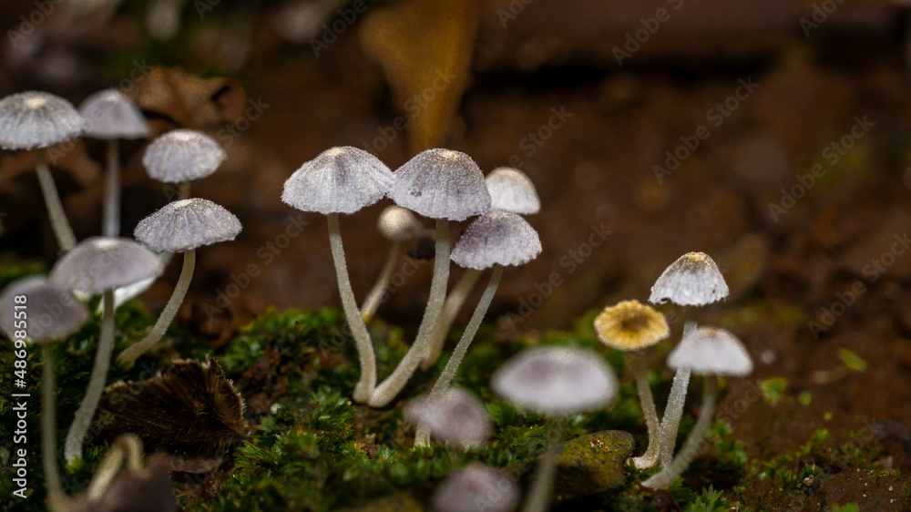 Beautiful closeup of a group of mushrooms growing on forest floor with bokeh background. Mushroom macro, Mushrooms photo, forest photo, forest background Beautiful closeup of a group of mushrooms growing on forest floor with bokeh background. Mushroom macro, Mushrooms photo, forest photo, forest background