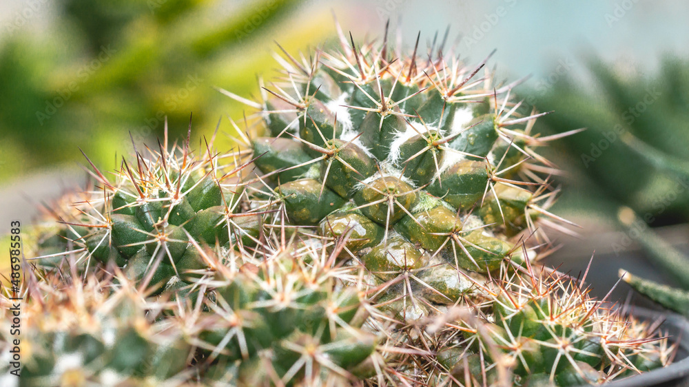 Closeup of group of cactus with sharp spines. natural background Closeup of group of cactus with sharp spines. natural background