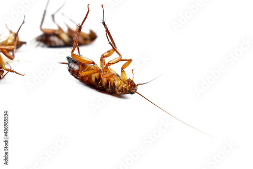 cockroach isolated on white © Jakkgrit