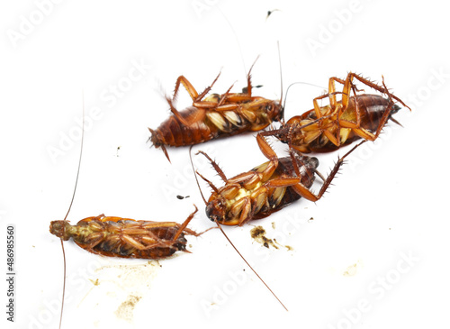 cockroach on white background © Jakkgrit