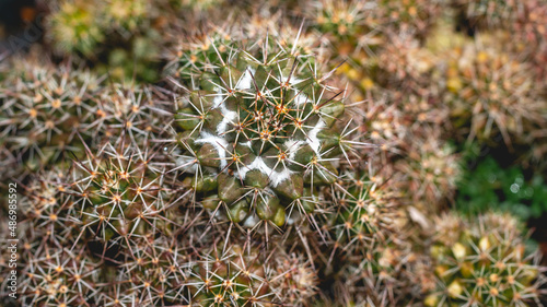 Closeup of group of cactus with sharp spines. natural background