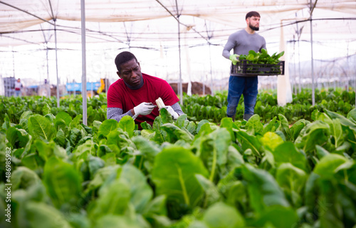 Skilled african american horticulturist harvesting young and tender leaves of green chard in farm hothouse