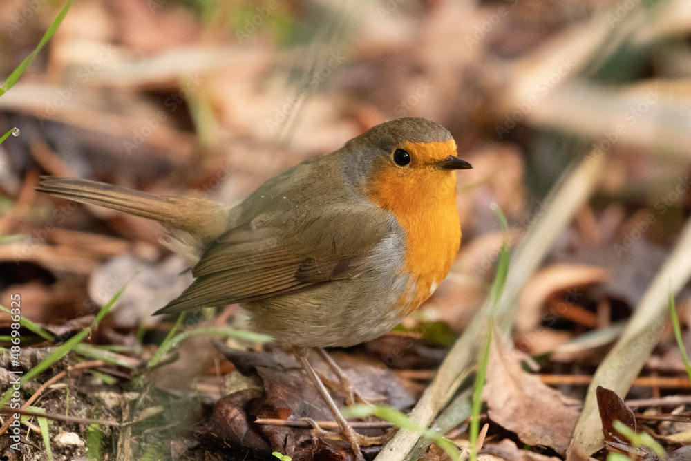 robin on the grass robin on the grass