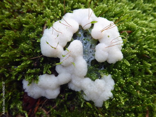 Plasmodium eines Schleimpilzes auf einem Moos photo