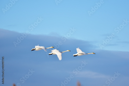 Fototapeta Naklejka Na Ścianę i Meble -  並んで飛ぶ白鳥