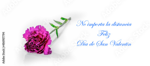 "Feliz San Valentin" Day - Banner with a carnation on white background