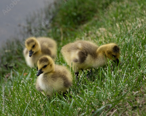 Goslings in the grass © Renee Arnold