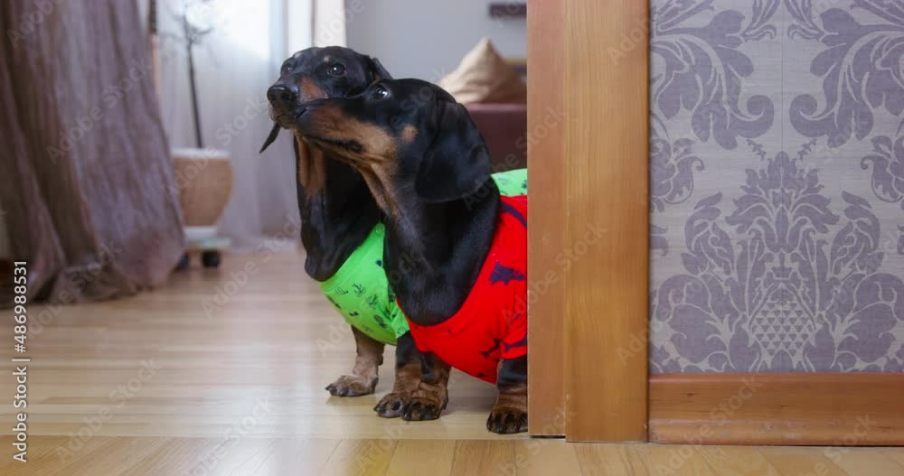 Two cute dachshund dogs in home t-shirts appear in doorway, look into the room and bark to attract attention of owner, then go away. Responsible owner and daily pet care