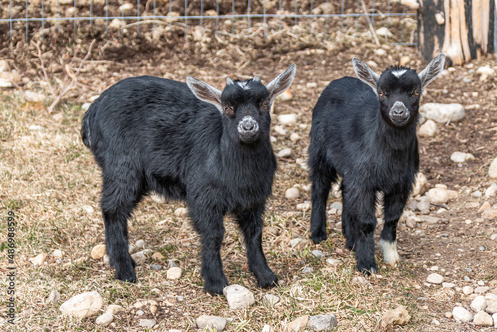 two cute black goat kids
