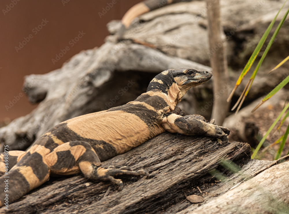 Fototapeta premium the world living lizard in natural habitat
