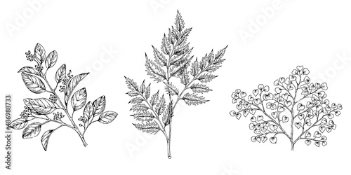 set of hand drawn illustration of herb leaves, eucalyptus, maidenhair, forest fern, isolated on white background
