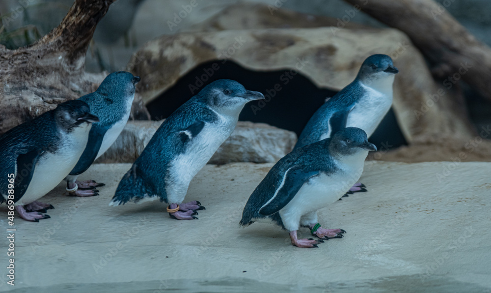 Fototapeta premium Penguins with close up