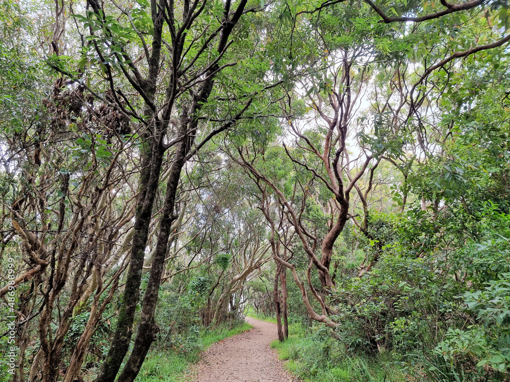 Pathway through coastal scrub and bushes down to Burwood Beach Newcastle Australia Pathway through coastal scrub and bushes down to Burwood Beach Newcastle Australia
