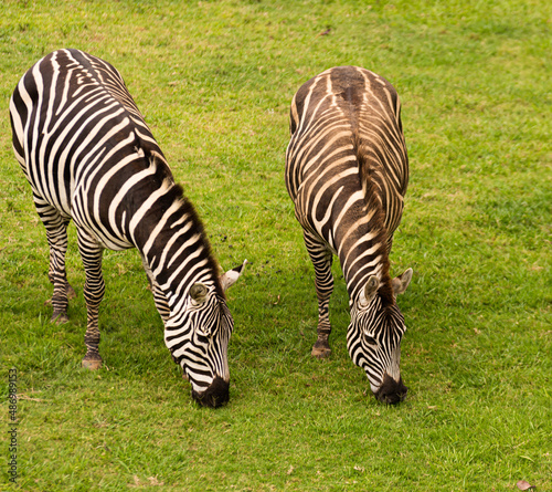 close-up from a zebra