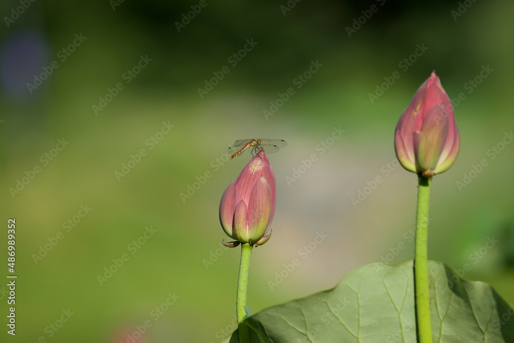 Lotus and dragonfly, dragonfly on a Lotus Lotus and dragonfly, dragonfly on a Lotus