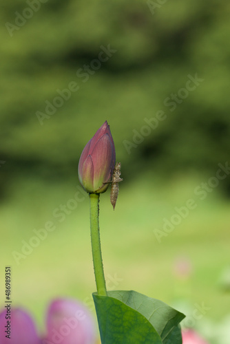 Lotus and caterpillar, caterpillar on a Lotus