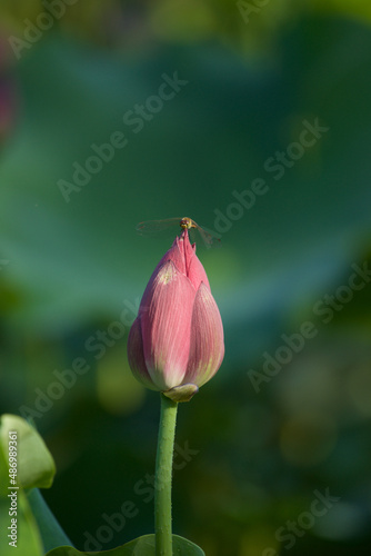 Lotus and dragonfly, dragonfly on a Lotus