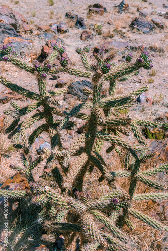 cactus 