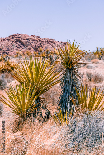 palm trees in the desert