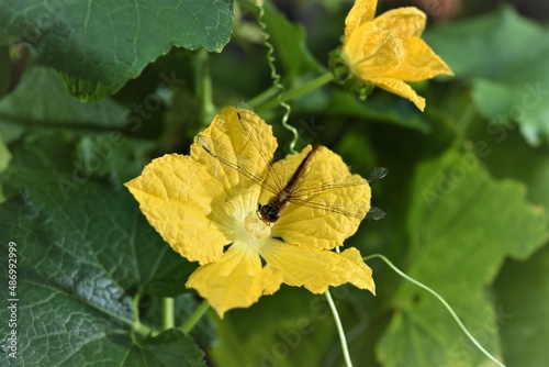 dragon fly on yellow flower in the garden