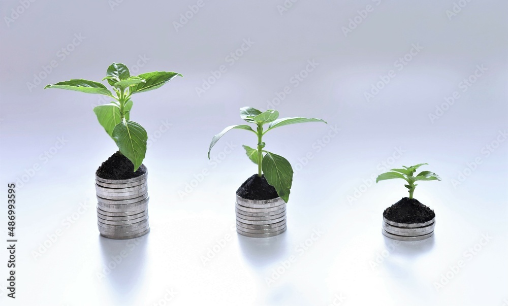 plant in growing on coin stack plant in growing on coin stack