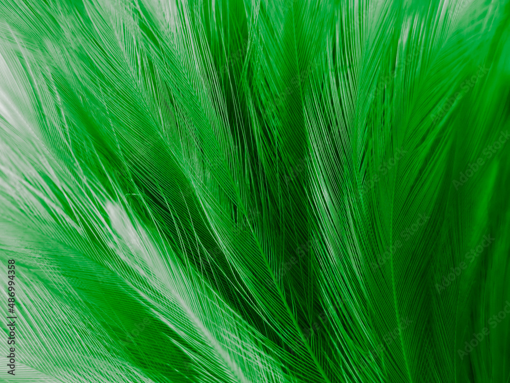 Beautiful abstract green feathers on black background, blue feather texture on dark pattern, green background, feather wallpaper, love theme, valentines day, green gradient texture Beautiful abstract green feathers on black background, blue feather texture on dark pattern, green background, feather wallpaper, love theme, valentines day, green gradient texture