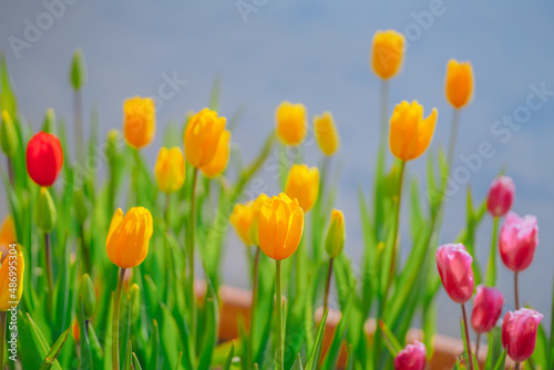 Tulips glittered by the river in the park