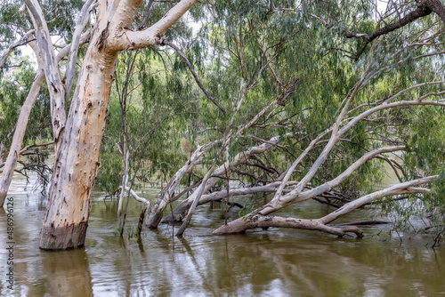 Fototapeta Naklejka Na Ścianę i Meble -  Darling River in flood after drought breaking rain in outback New South Wales Australia