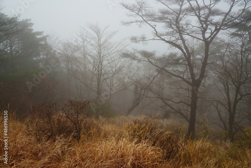 霧が広がる不気味な森