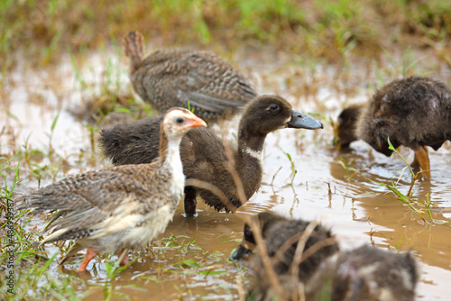 Little cute Ducklings and Guinea fowl in farm photo