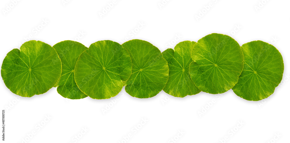 circle green leaf pattern on white background , Natural green leaves panorama background circle green leaf pattern on white background , Natural green leaves panorama background