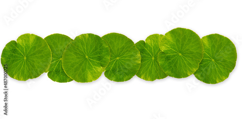 circle green leaf pattern on white background , Natural green leaves panorama background
