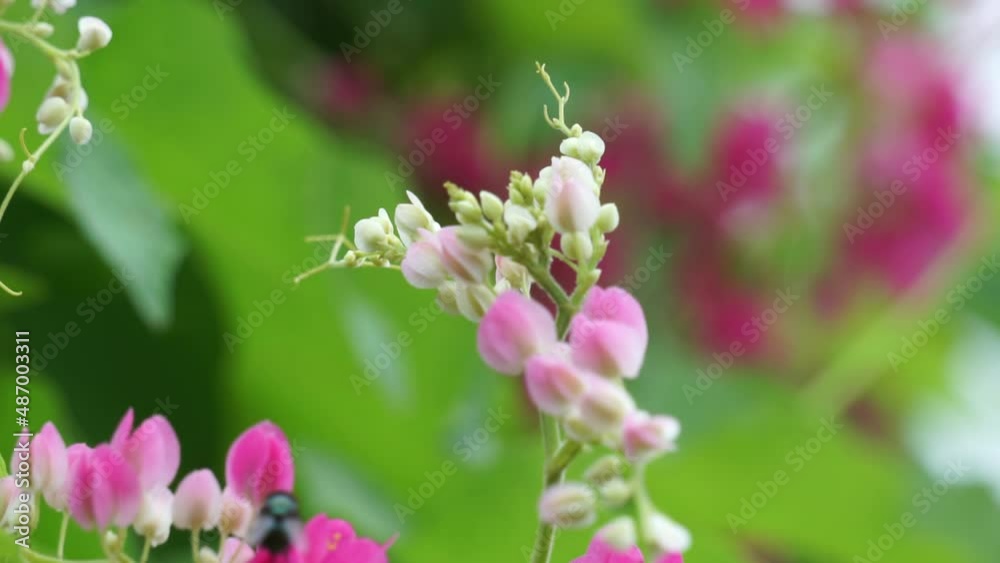 Mexican creeper (Also called Antigonon leptopus, coral vine, queen's wreath, Coralita, bee bush) flower. This plant is good for the common flu (influenza) and period pains and many other symptoms Mexican creeper (Also called Antigonon leptopus, coral vine, queen's wreath, Coralita, bee bush) flower. This plant is good for the common flu (influenza) and period pains and many other symptoms